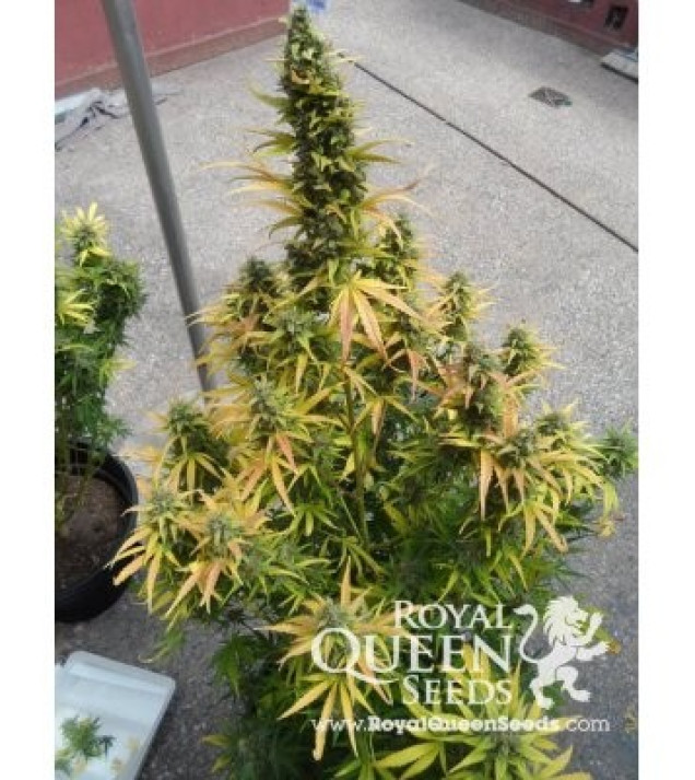 Amnesia Haze Automatic UITVERKOOP