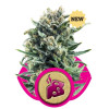 Blue Cheese UITVERKOOP