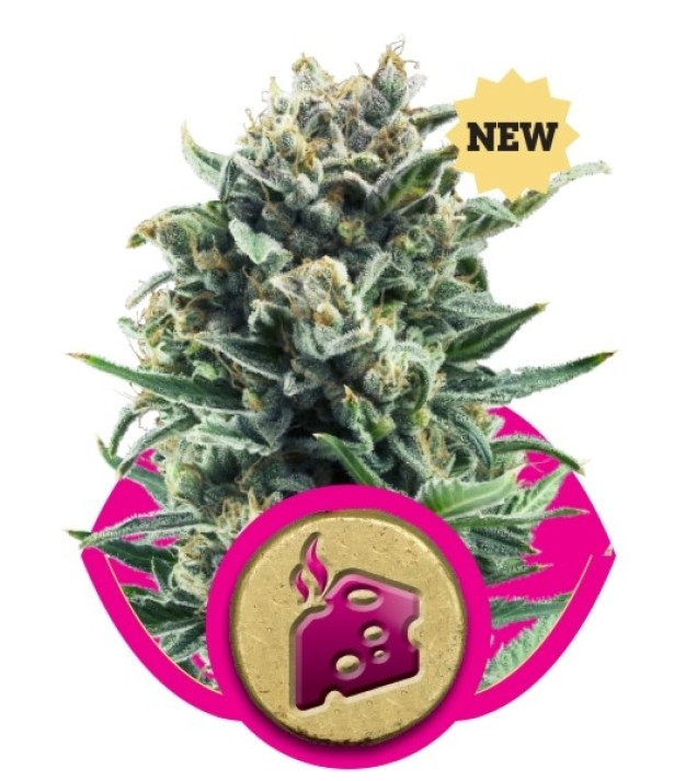 Blue Cheese UITVERKOOP