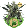 Blue Cheese Automatic UITVERKOOP