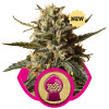 BubbleGum XL UITVERKOOP
