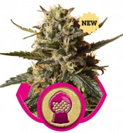 BubbleGum XL UITVERKOOP