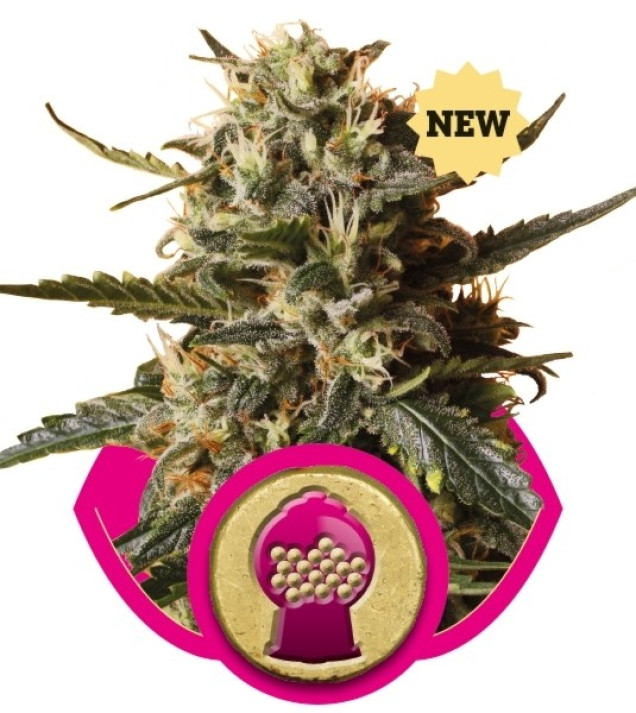 BubbleGum XL UITVERKOOP