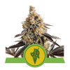 Cookies Gelato Auto UITVERKOOP
