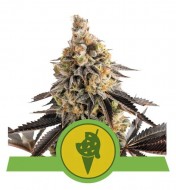 Cookies Gelato Auto UITVERKOOP