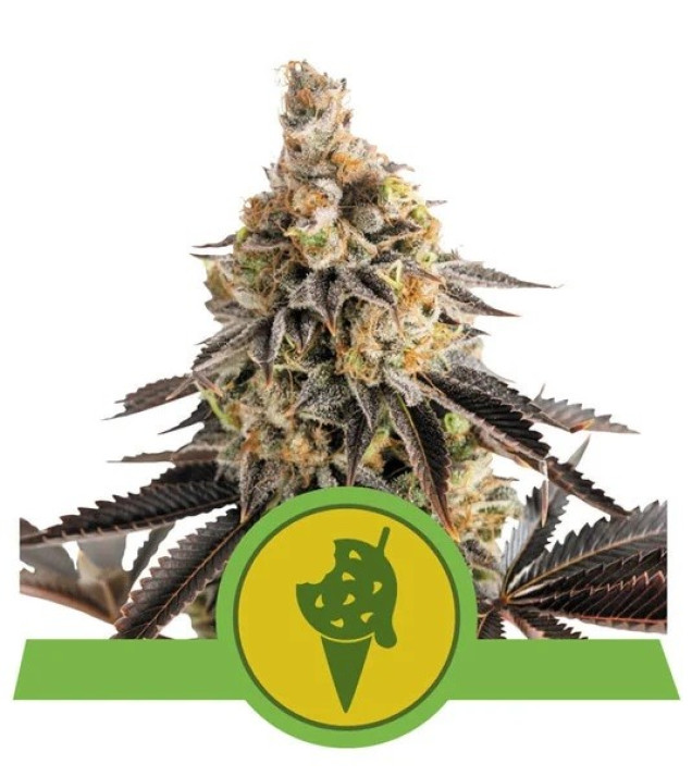Cookies Gelato Auto UITVERKOOP