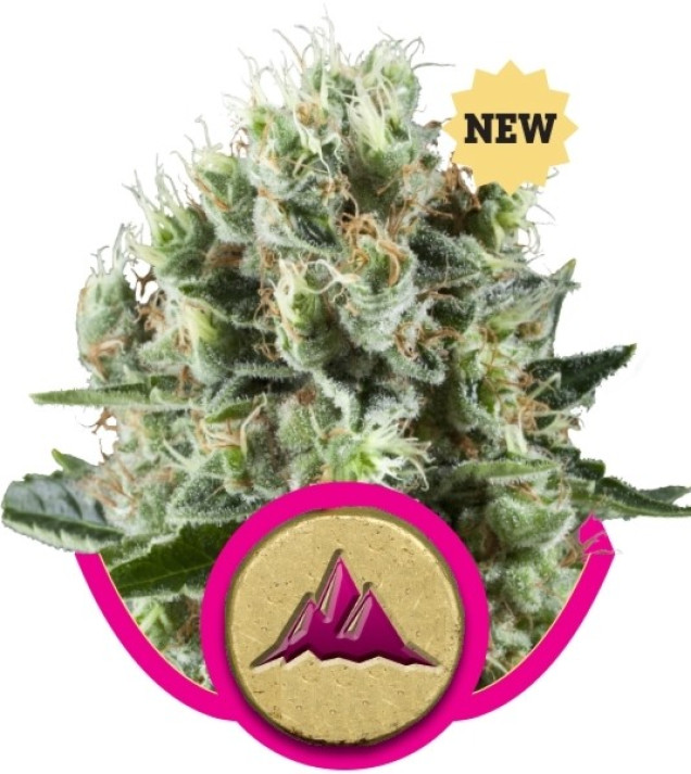 Critical Kush UITVERKOOP