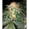 Critical Kush UITVERKOOP