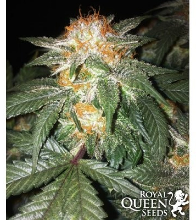 Critical Kush UITVERKOOP