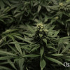 Critical Kush UITVERKOOP