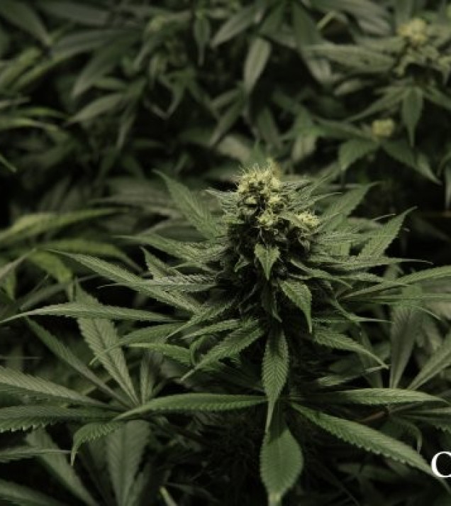 Critical Kush UITVERKOOP