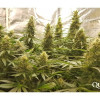 Critical Kush UITVERKOOP