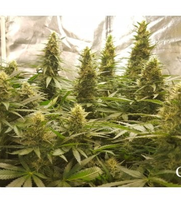 Critical Kush UITVERKOOP