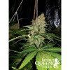 Critical Kush UITVERKOOP