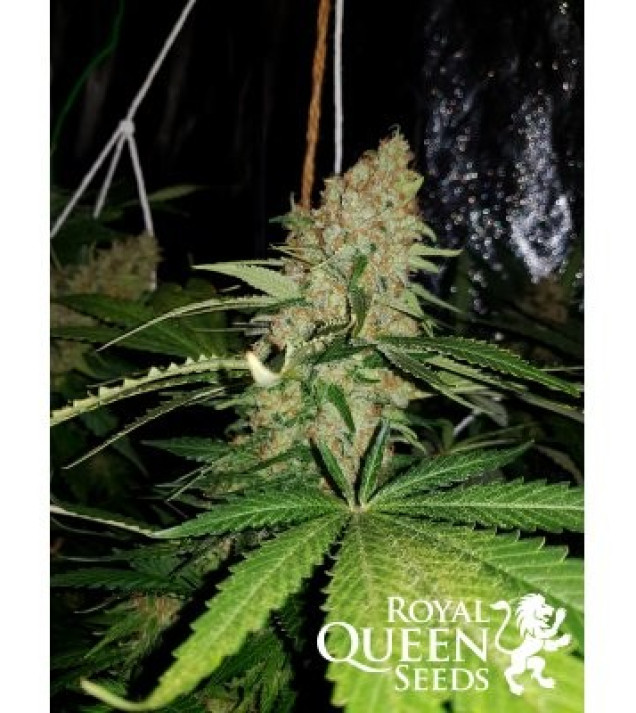 Critical Kush UITVERKOOP
