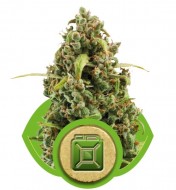 Diesel Automatic UITVERKOOP