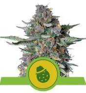 Do-Si-Dos Automatic UITVERKOOP