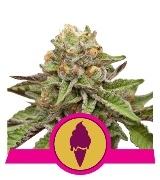 Green Gelato UITVERKOOP