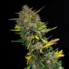 Outdoor Blue Shaman UITVERKOOP