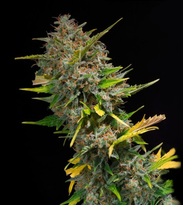 Outdoor Blue Shaman UITVERKOOP