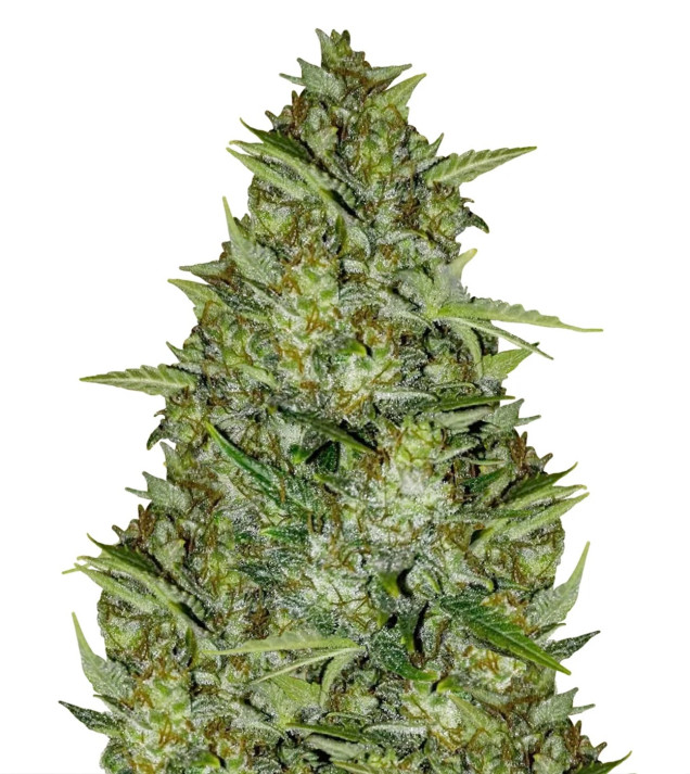 AK 44 Auto UITVERKOOP