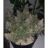 Auto Caramel OG UITVERKOOP