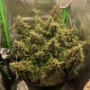 Auto Caramel OG UITVERKOOP
