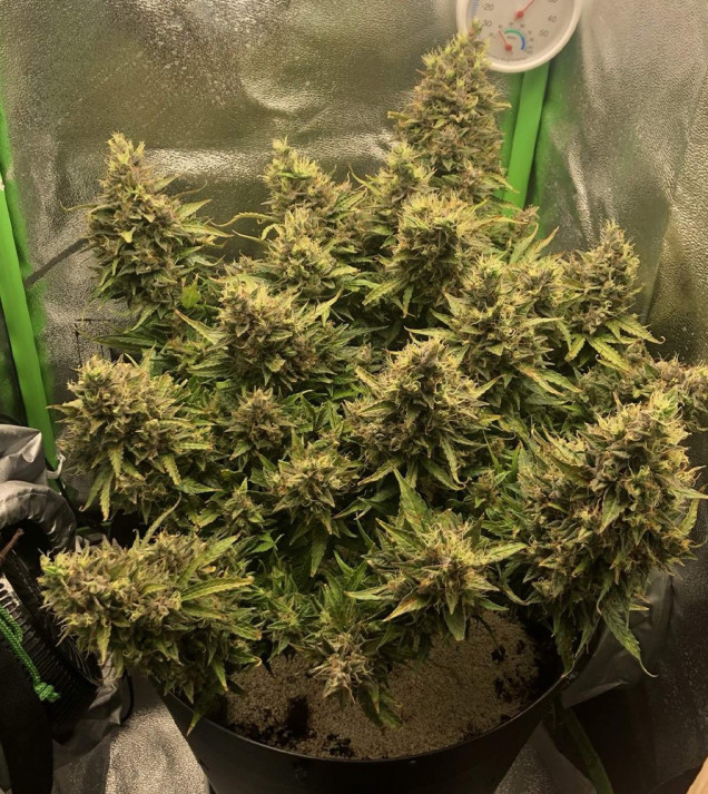 Auto Caramel OG UITVERKOOP