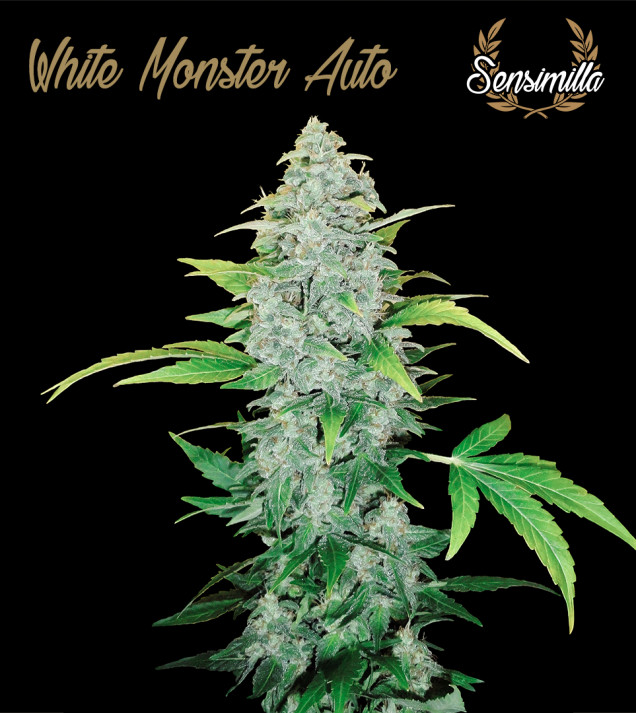 White Monster Auto