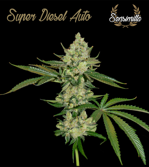 Super Diesel Auto