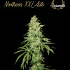 Northern XXL Auto