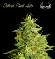 Critical Plant Auto