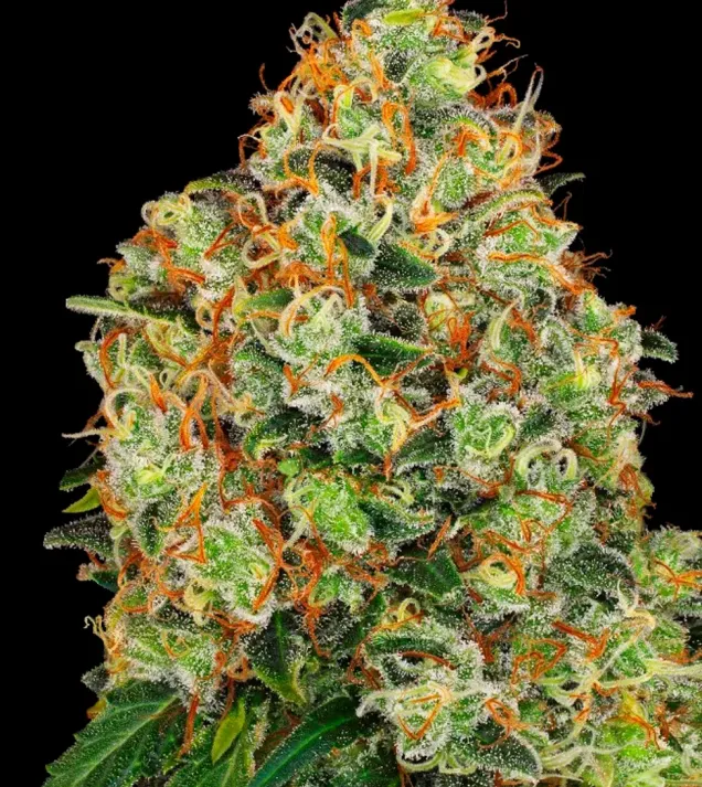 Sweet Tangerine Tango Auto