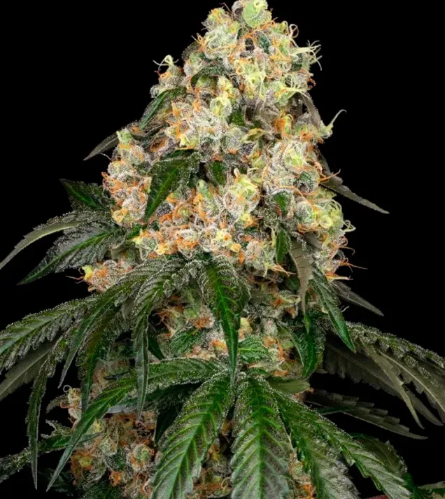 White Biscotti OG XXL