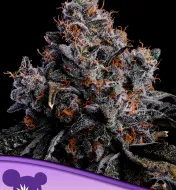 Grape Pop Rocks Auto