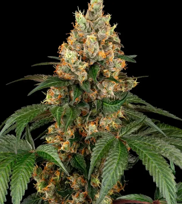 Chocolate Rainbow XXL