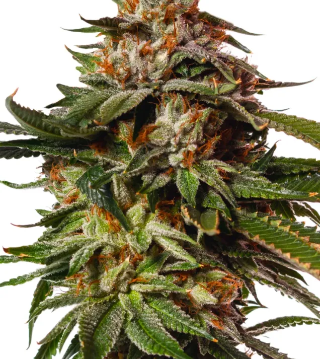 Special Queen 1 Auto