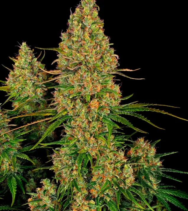 Sticky Orange XXL Auto