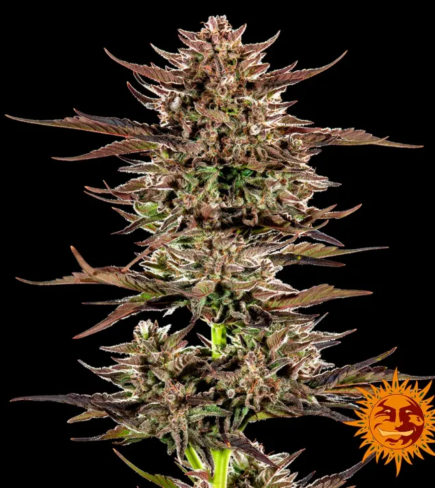 Frosted Zinn x 3 Bears OG Auto