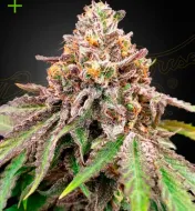 Blue Haze X Gelato 41 Auto