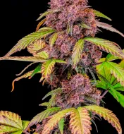 Lemon Cherry Cookies Auto