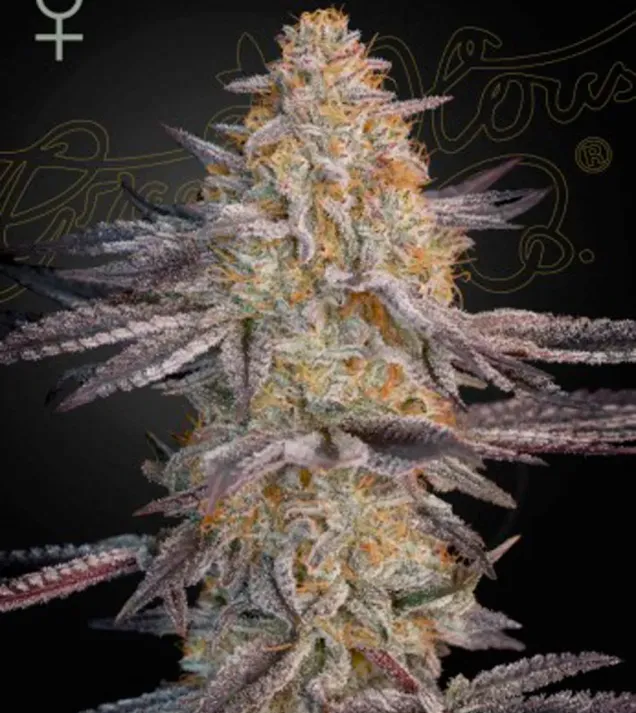 Super Lemon Haze x RS11