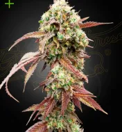 West Coast OG x Gelato 41 Auto