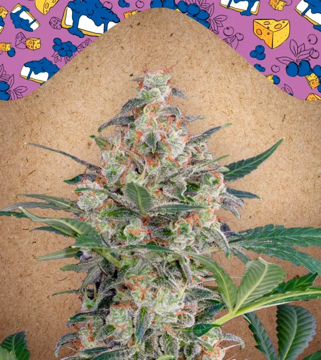 Auto Blueberry Cheesecake