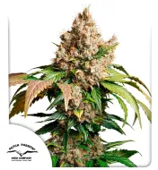 Auto Red Tropicana Cookies