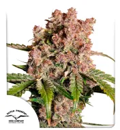 Auto Strawberry Soda