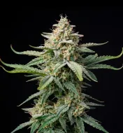 Cinderella Jack Autoflower