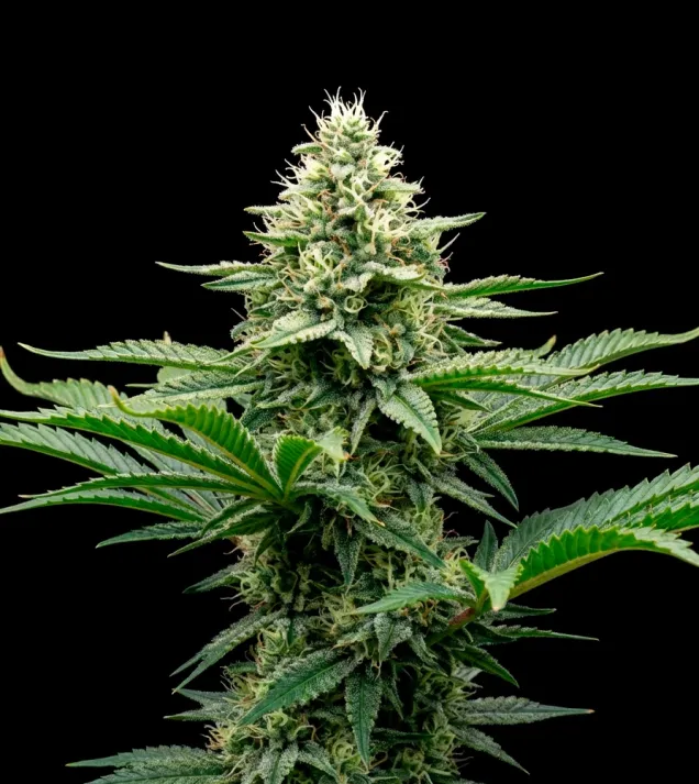 Critical Fast Version