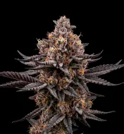 Jealousy Zkittlez Auto