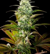 Clementine Slush Bioboost